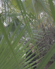 Horizon Black